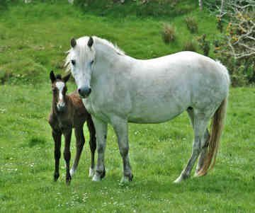 PONEI CONNEMARA
